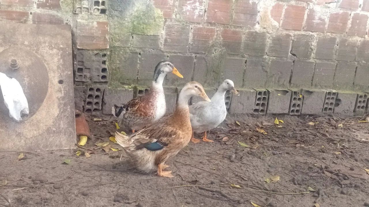 Galinhas e Marrecos.  - Foto 2