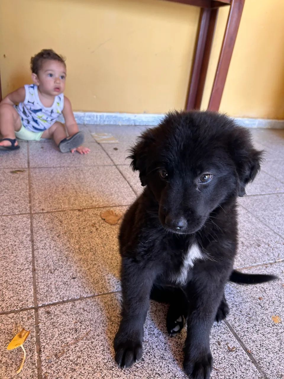 Labrador preto - Foto 4