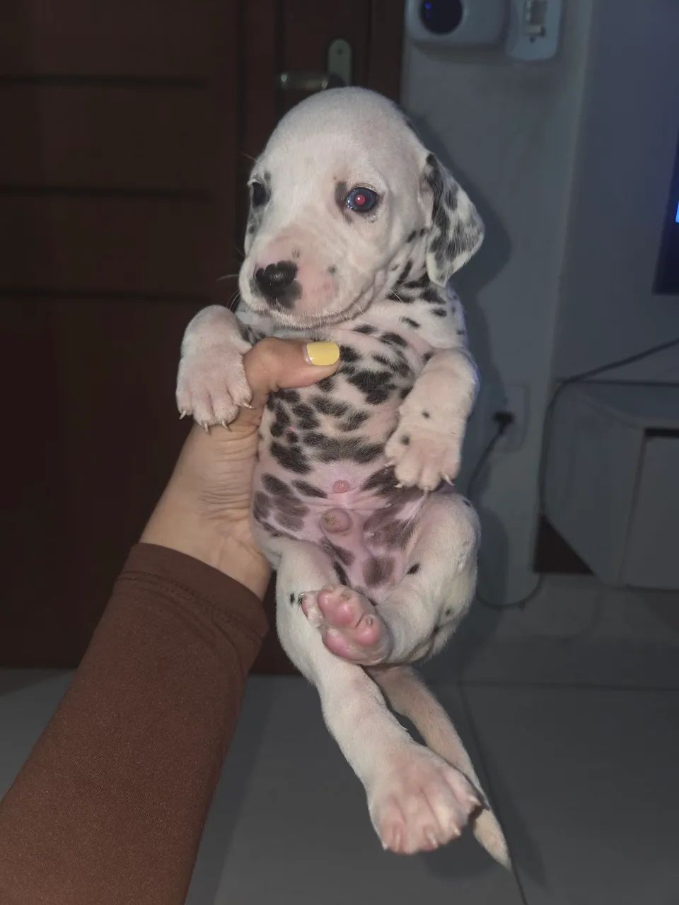 Dálmata macho, 2 meses. - Foto 2
