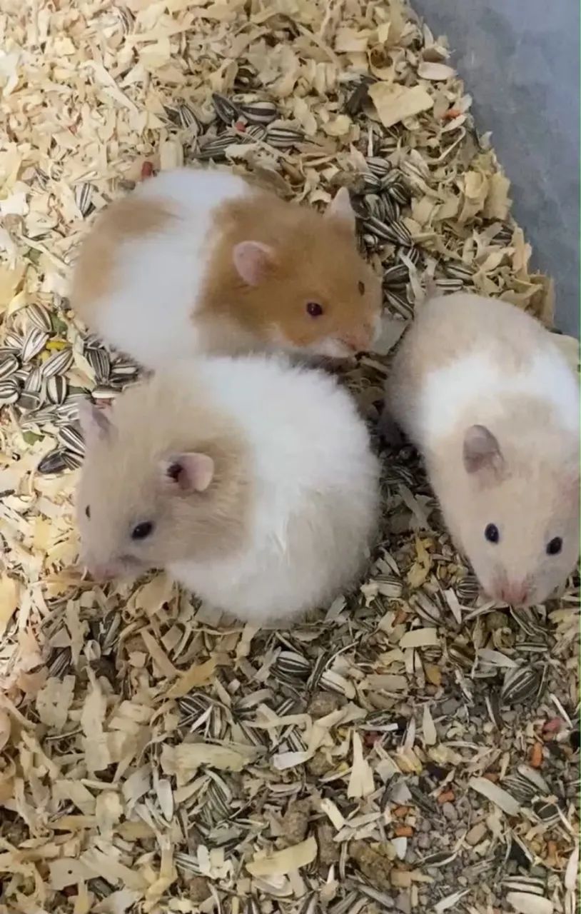 Hamster Sírio - Foto 2