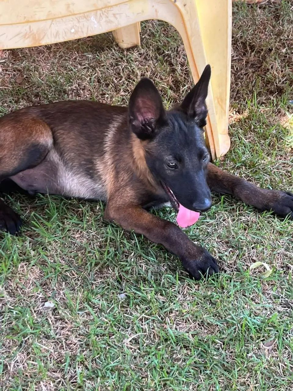 Pastor Belga Malinois