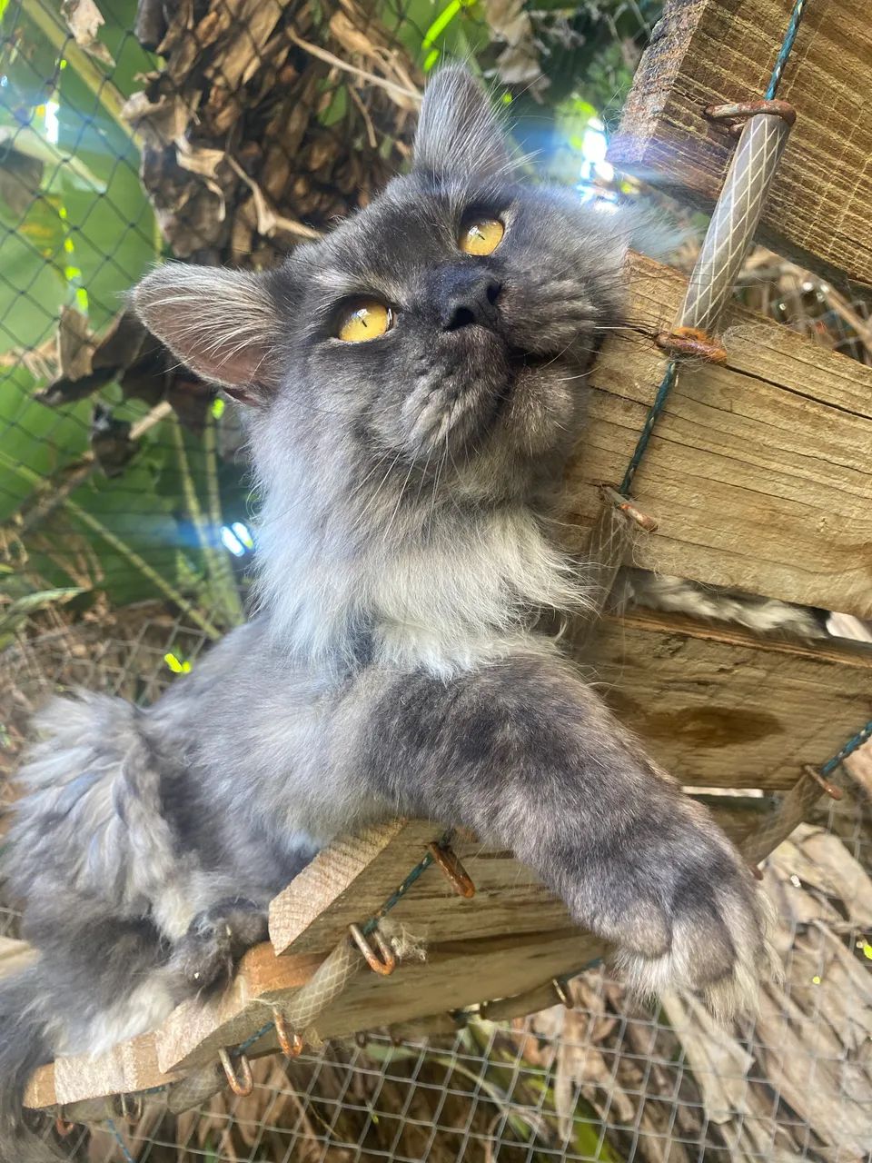 MAINE COON - Foto 5