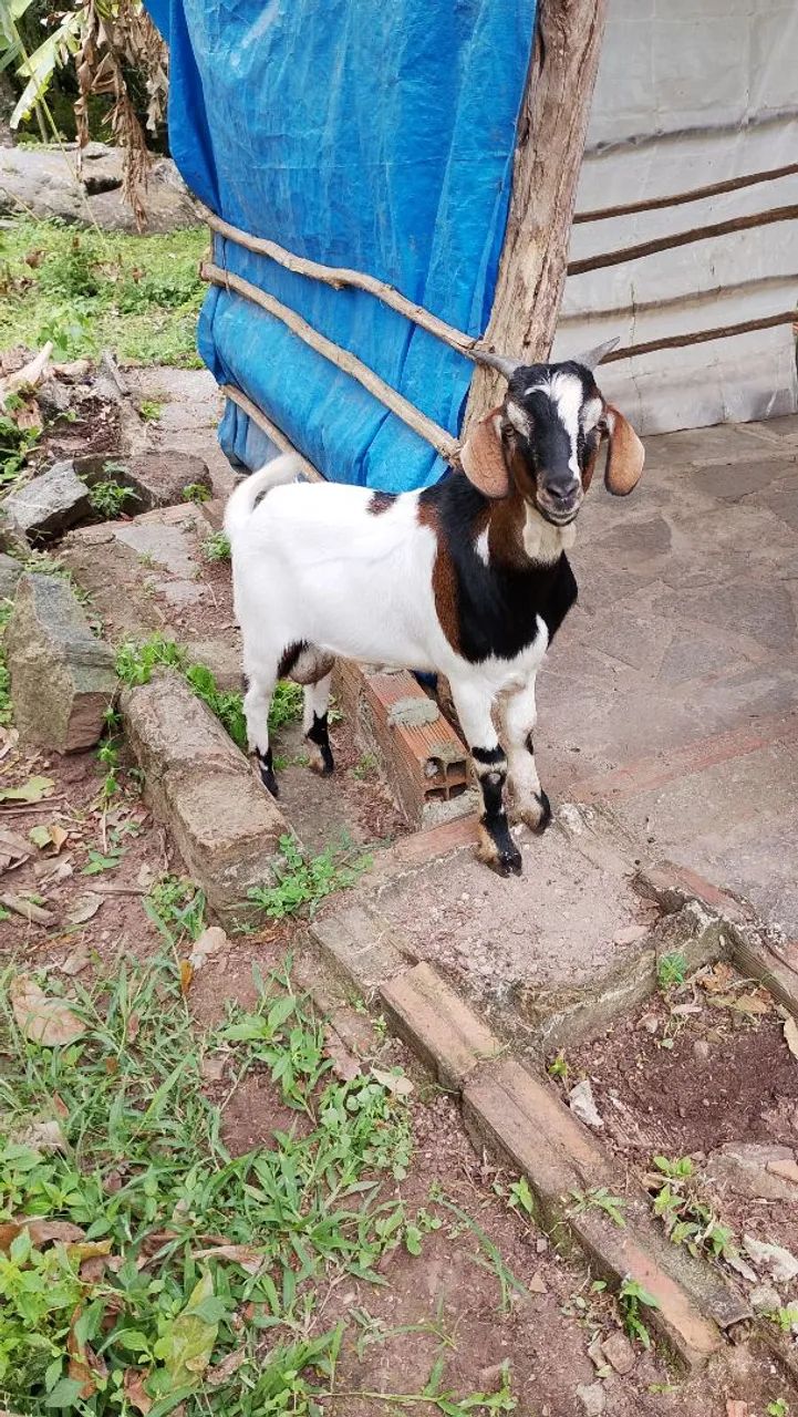 Vendo lindo Bode Boer - Foto 2