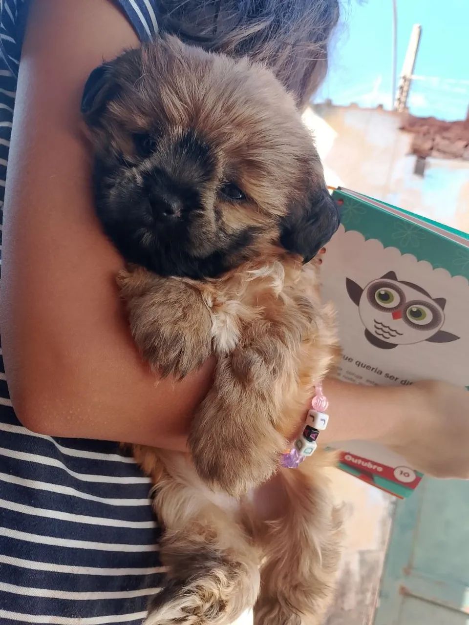 Shi Tzu macho dócil  - Foto 5