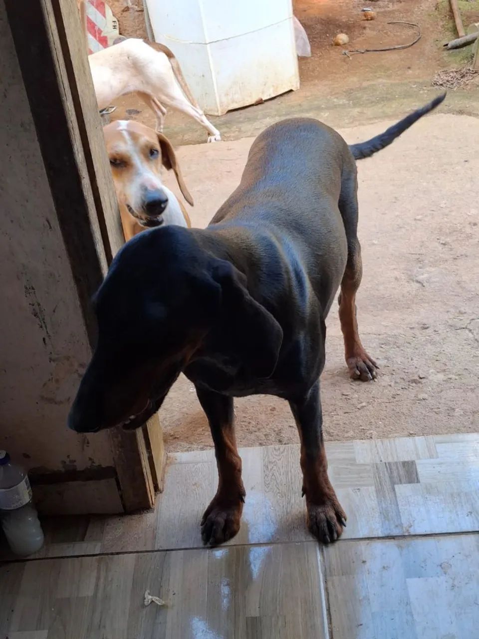  FOX HOUND AMERICANO!!!