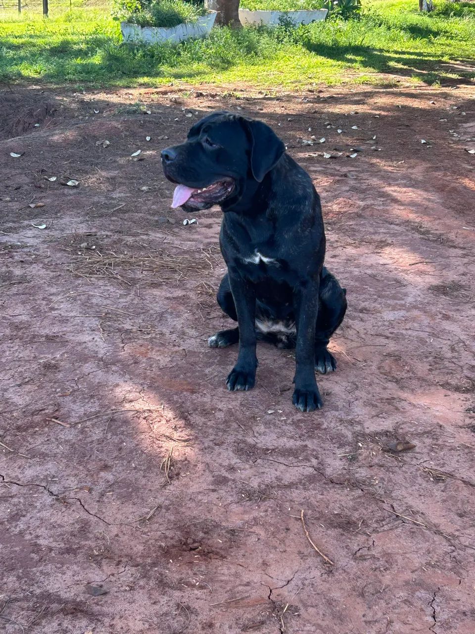 Filhotes de Cane Corso  - Foto 3