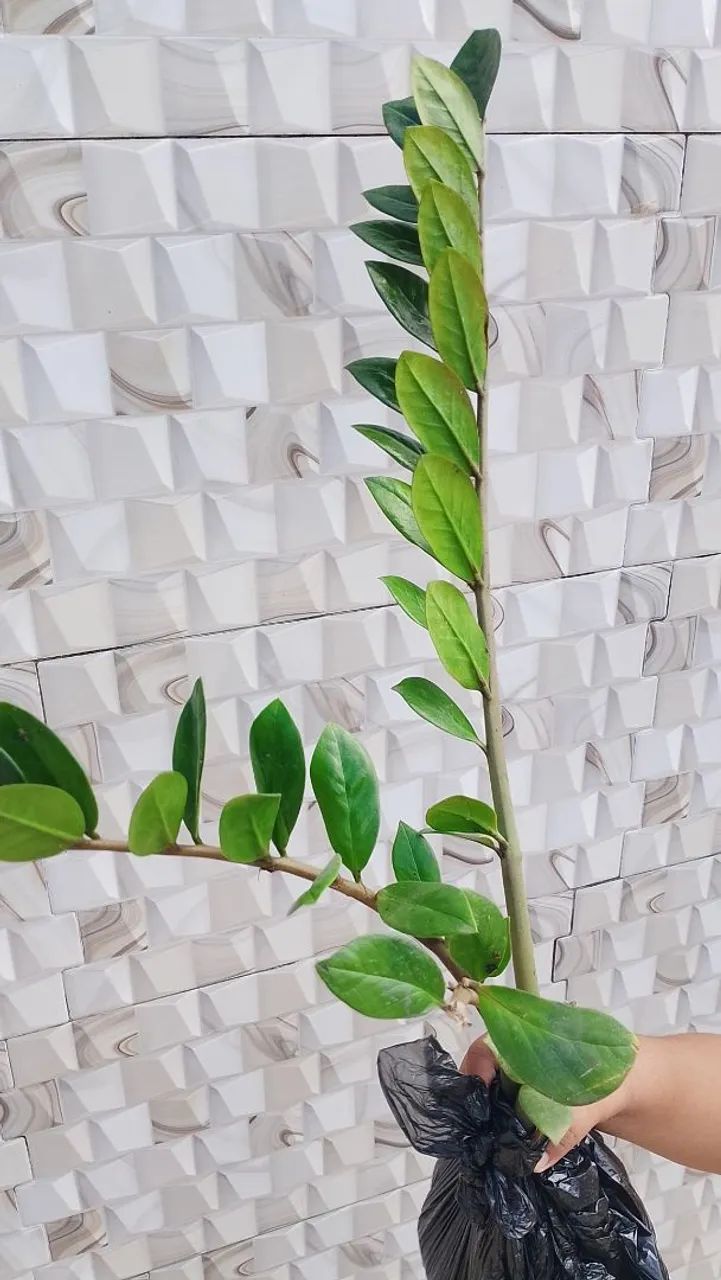 Zamioculca Pequena em Saco Preto ? 3 Mudas - Foto 2