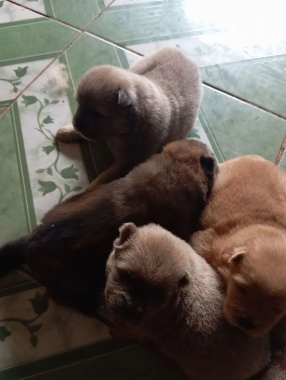Chow Chow  - Foto 2