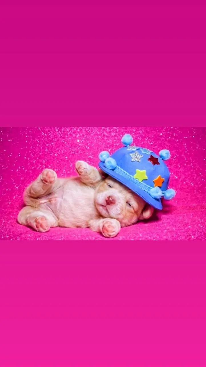 Poodle toy - Foto 2
