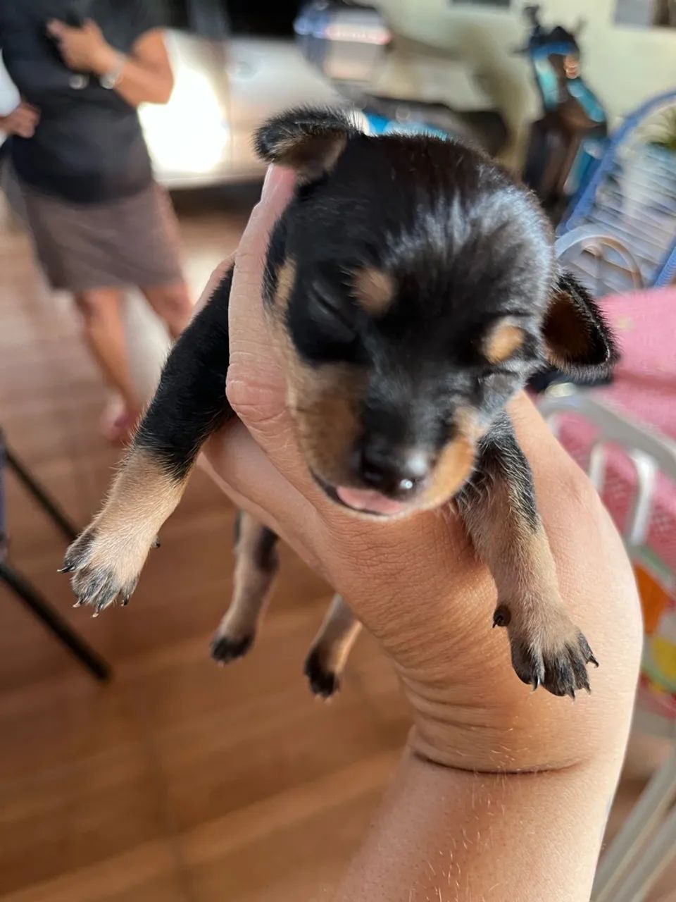 Pinscher Macho Canela Seca  - Foto 3