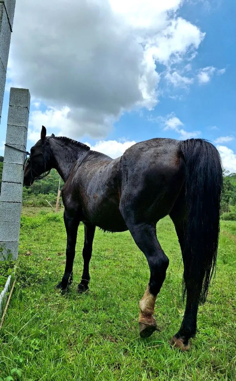 Egua bretão meio sangue domada  - Foto 3