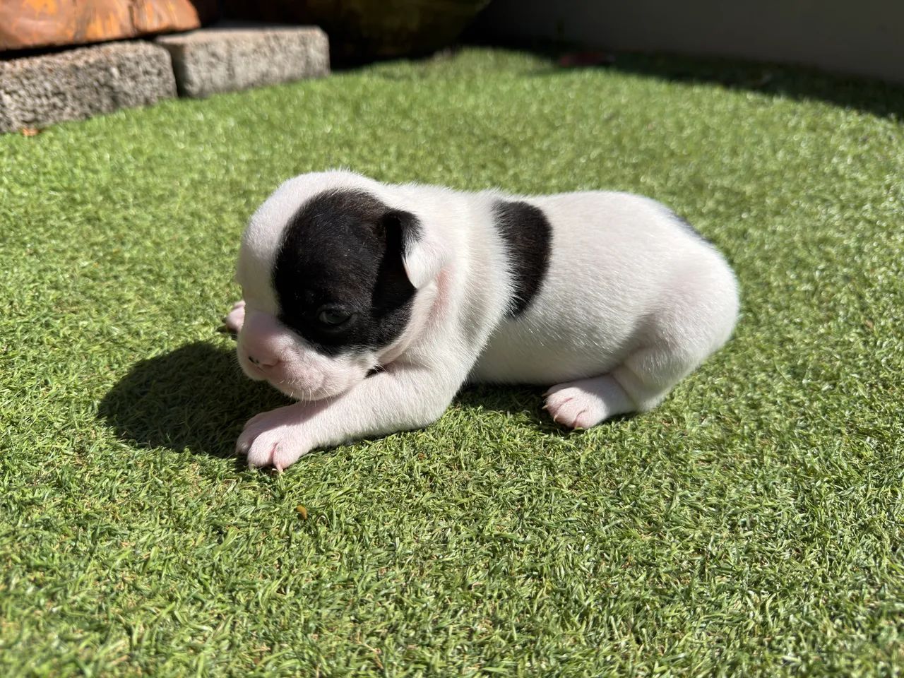 Buldogue Francês - Foto 3