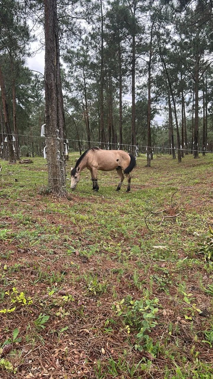 Cavalo baio  - Foto 3