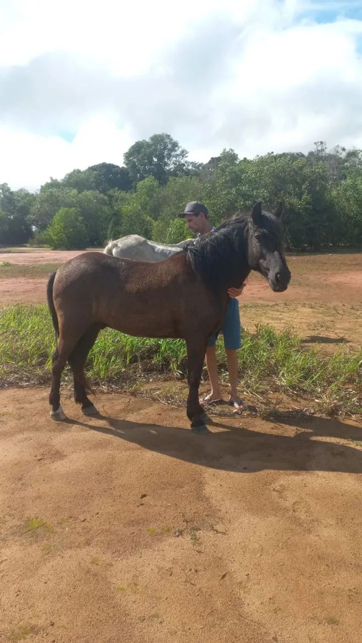 Cavalo 