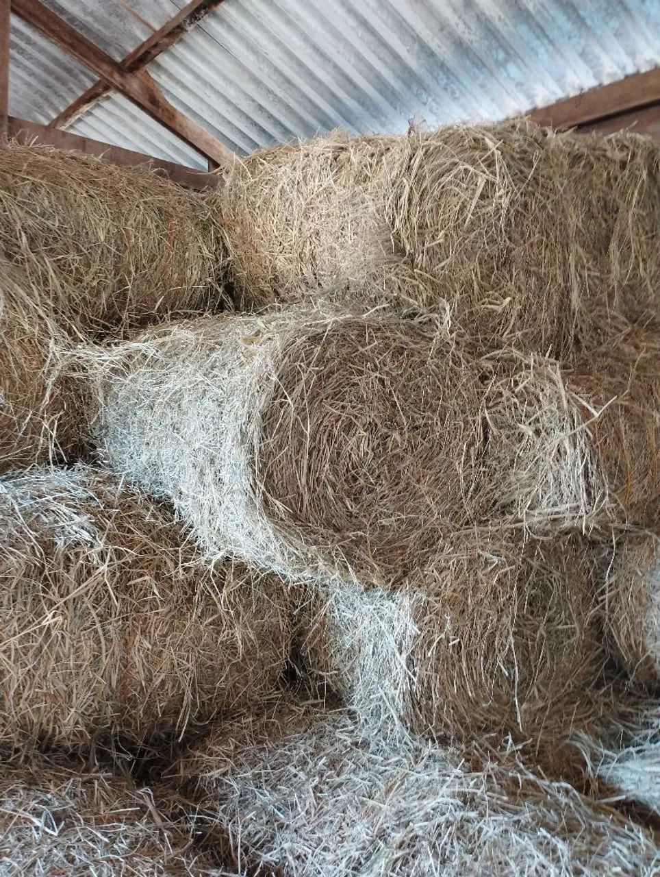 Venda de fenos grama estrela  - Foto 4