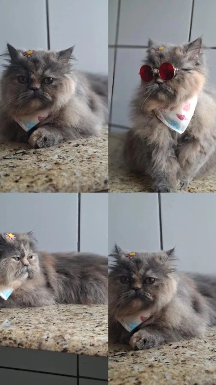Gata Persa