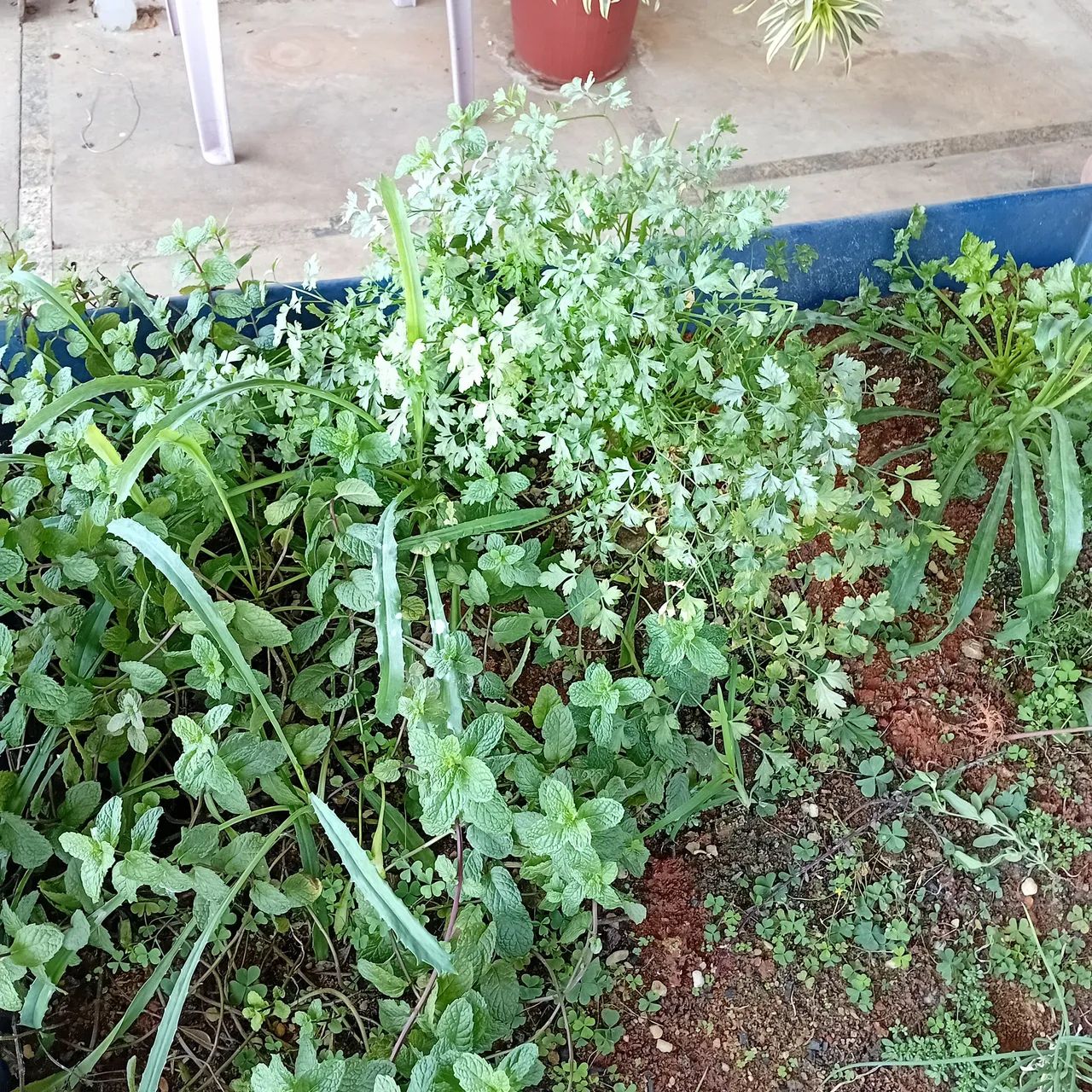 Mini horta - Foto 3