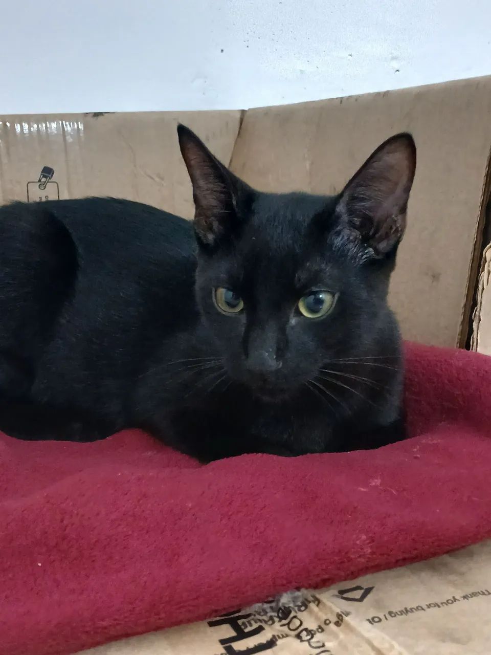 Gato para adoção - Foto 2