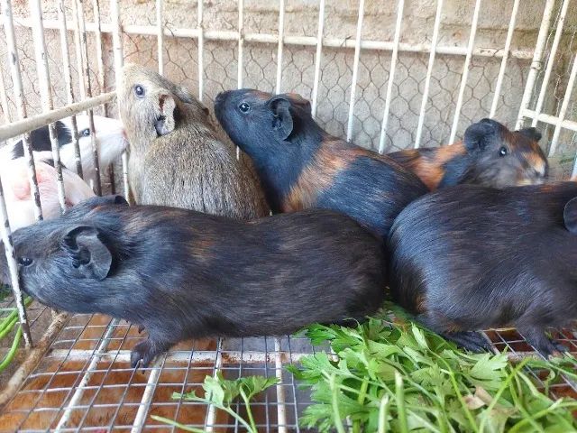 Porquinhos da índia - Foto 2