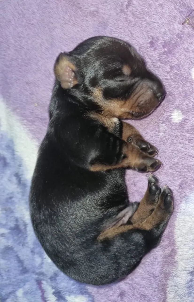 Macho salsicha , daschunds  - Foto 2