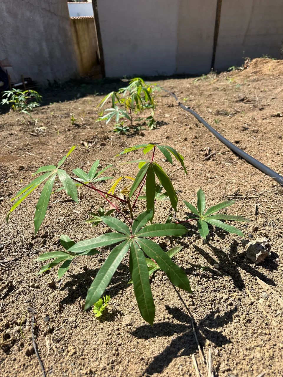 Mini sítio a venda próximo a papucaia-cachoeiras de Macacu  - Foto 3