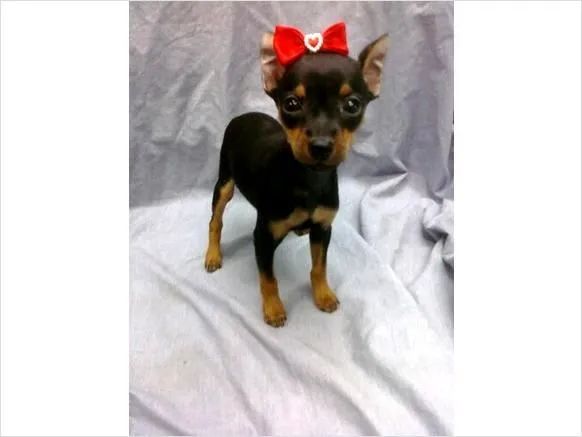 Fêmeas de Pinscher a pronta entrega!! 