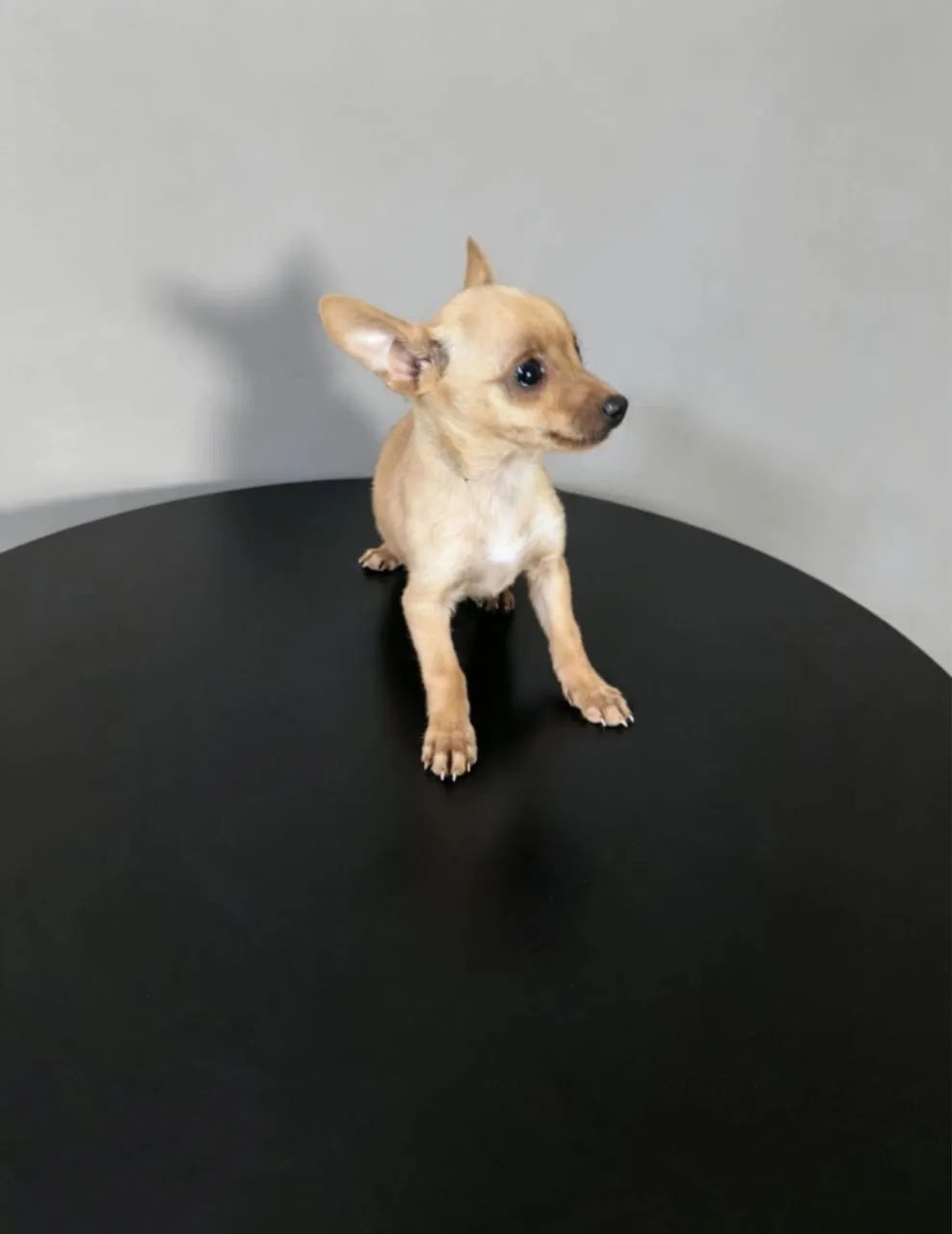 Pinscher filhotes