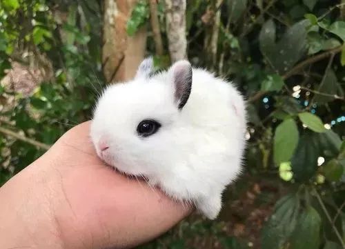 Coelhos e Mini coelhos de várias raças 