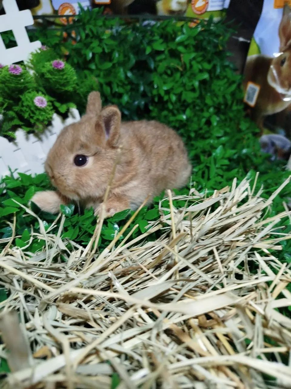 Mini coelhos ? - Foto 4