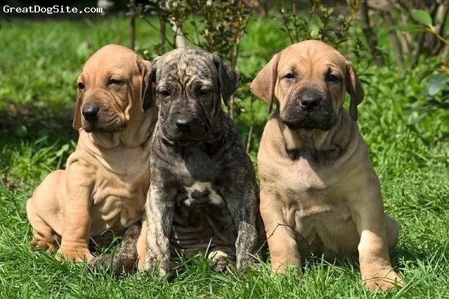 Fila Brasileiro  - Foto 2