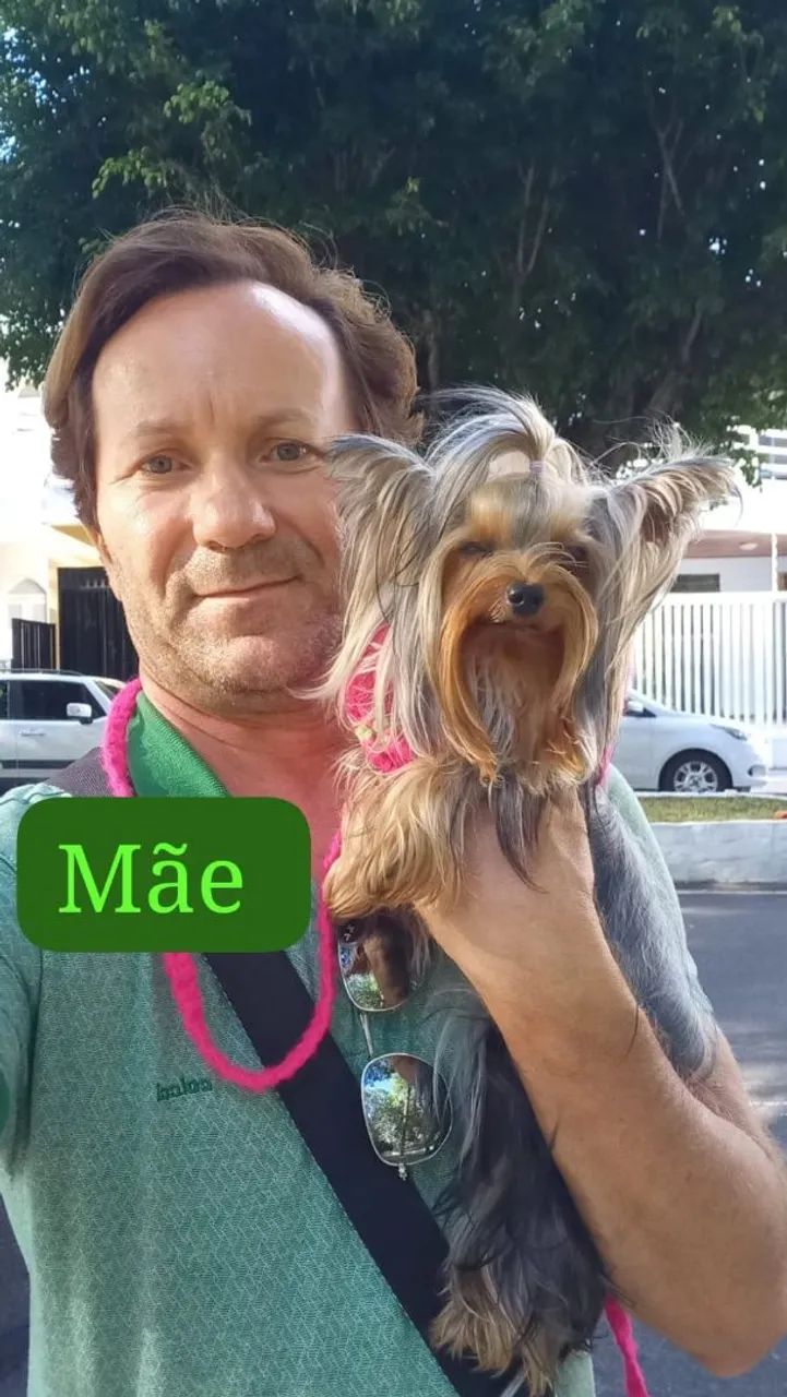 Filhotes de Yorkshire Terrier mini