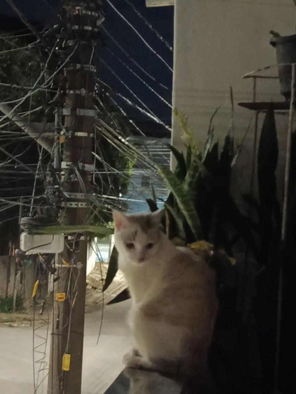 DOANDO GATO MACHO  - Foto 2