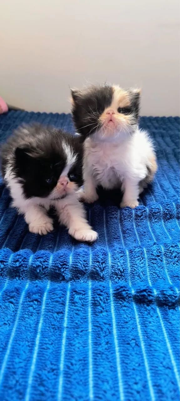 Lindo gatinho persa já pronto 