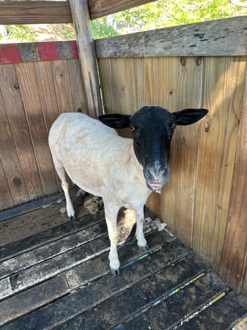 Vendo Troco  - Foto 5