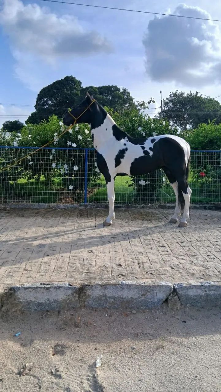 Garanhão Pampa de Preto 