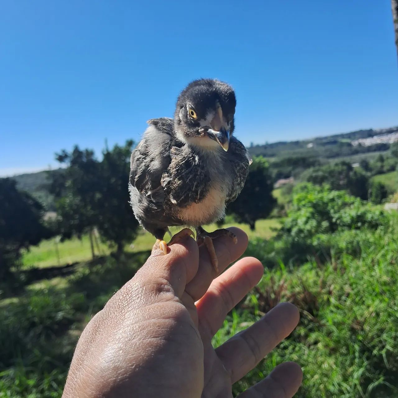 Pintinhos de Galinha Caipira e Postura Colorida - Foto 3