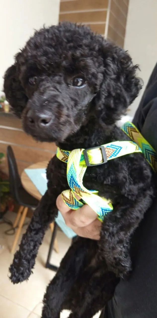 Poodle macho 