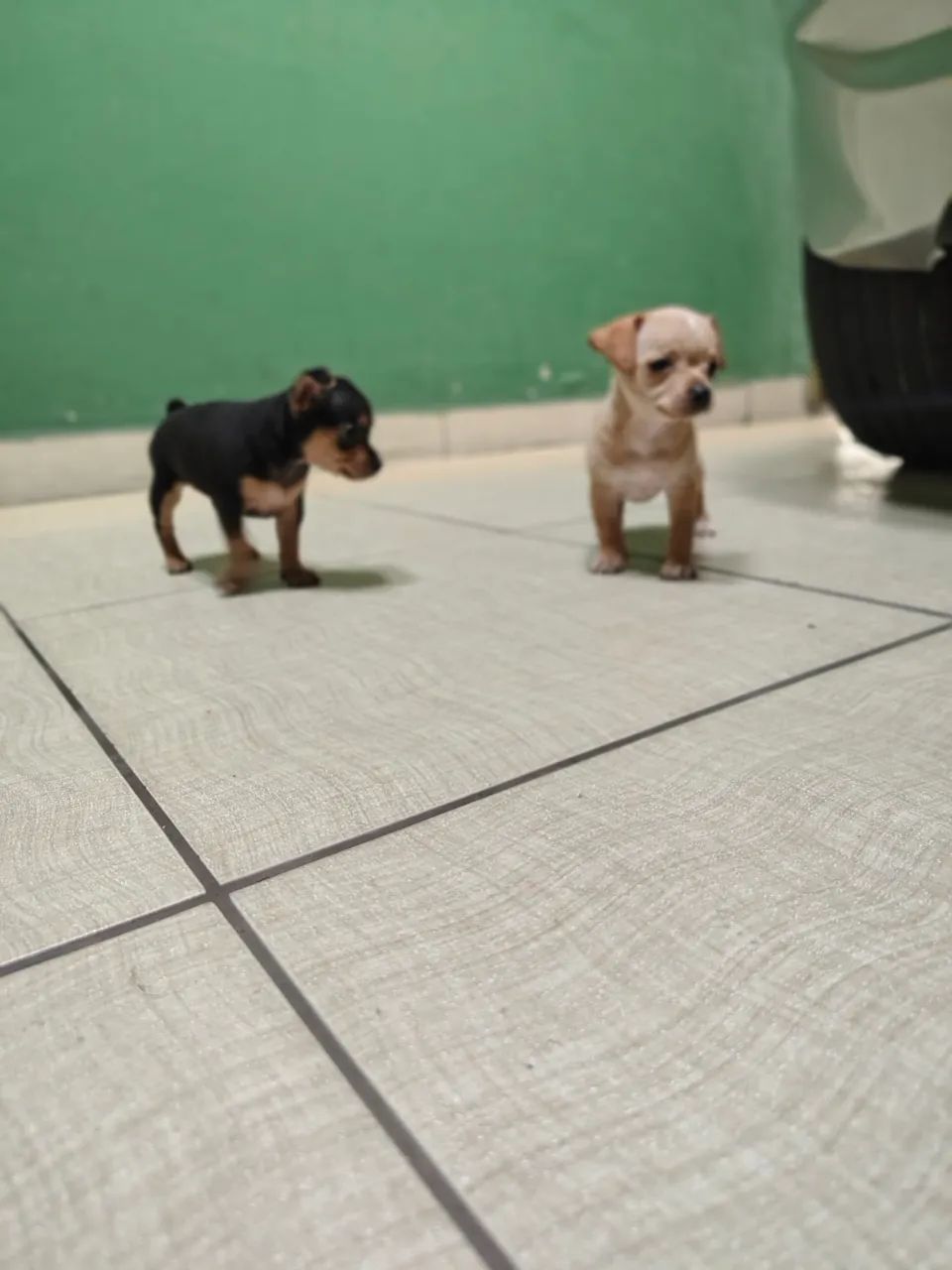Pinscher mini - Foto 4