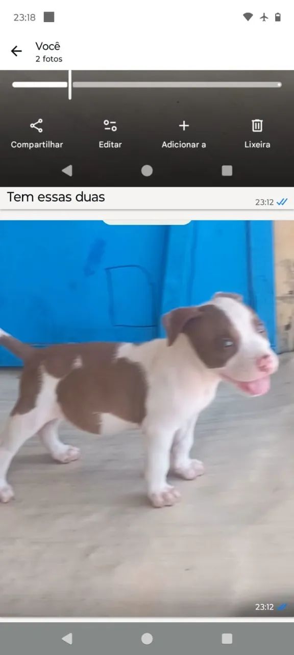 Cachorro  - Foto 4