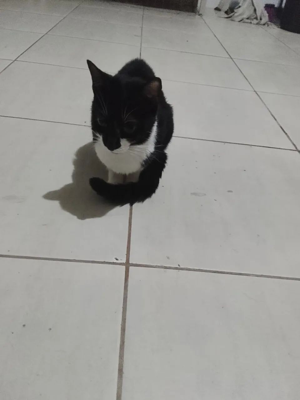 Gatos para adoção  - Foto 2