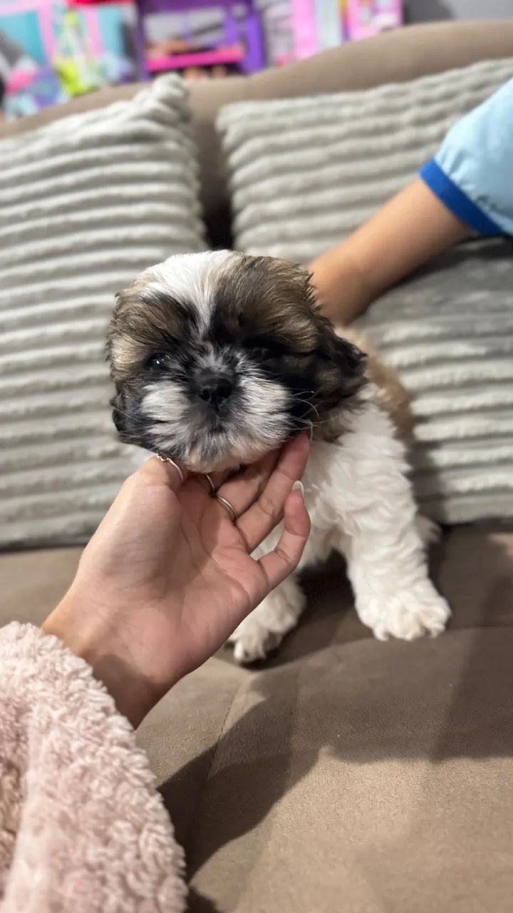Shih tzu macho - Foto 4