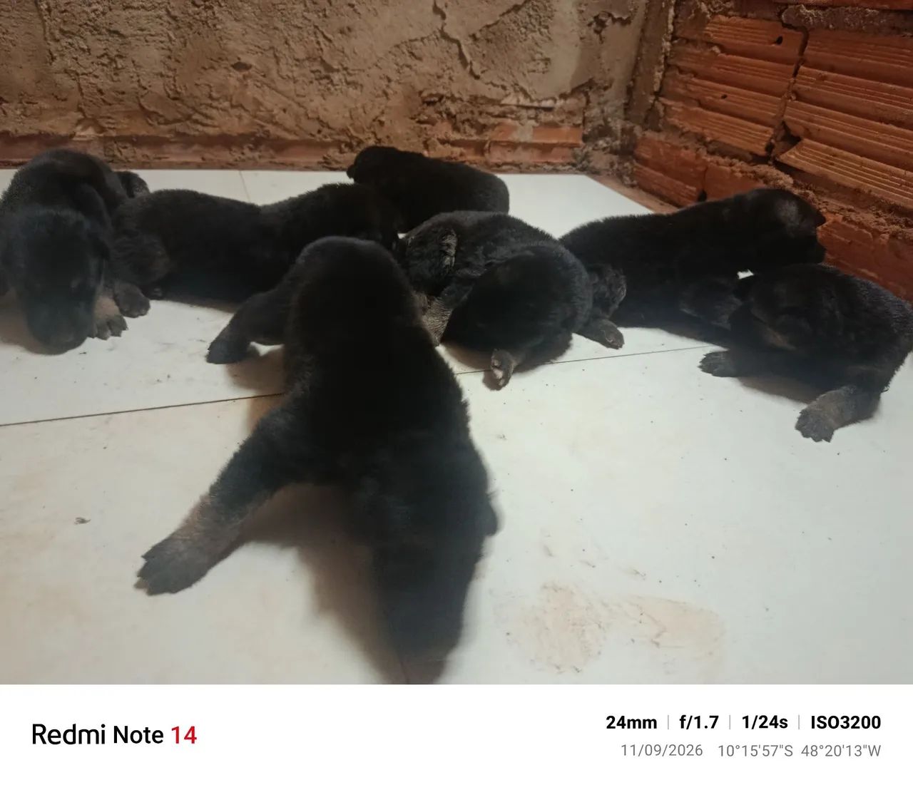 Pastor alemão  - Foto 2