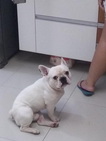 Buldogue frances