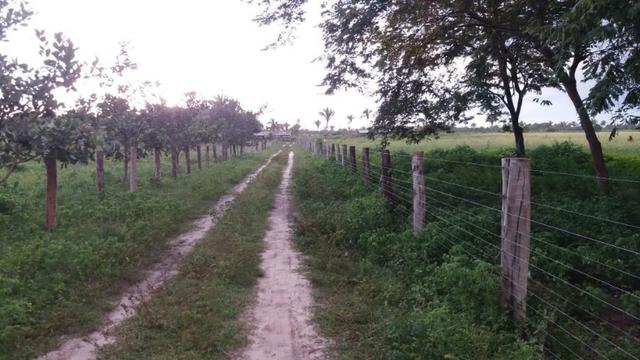 Fazenda montada em Itapecuru-Ma, 200 hectares,margeada pelo Rio Itapecuru! - Foto 9