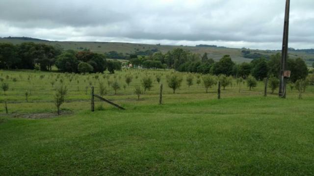 Fazenda para venda em balsa nova, são luiz do puruna 800 m do pedagio, 2 dormitórios, 2 ba - Foto 12
