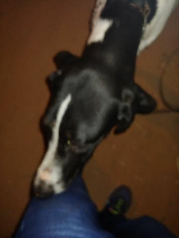 Cachorro