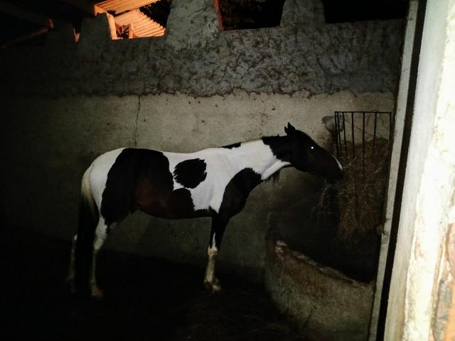 Cavalo campolina - Foto 2