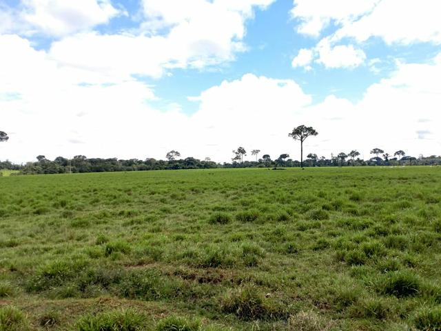 Área Rural (61 hectares) - Foto 6