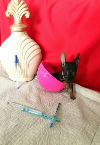 Vc vai se apaixonar com os mine pinscher 0