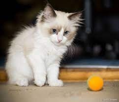 Ragdoll 